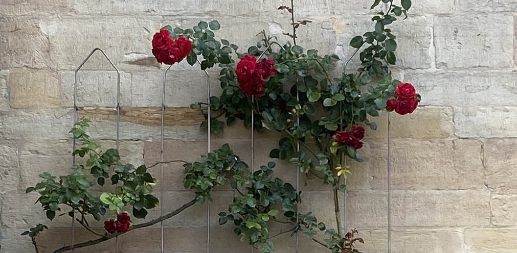 Eine unerwartet friedliche Begegnung in&nbsp;Osnabrück